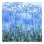 Summer Agapanthus