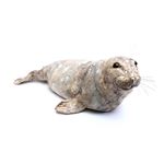 Sm Seal