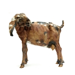Anglo Nubian Goat