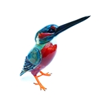 Kingfisher