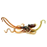 Suckered Octopus