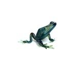 Poison Frog