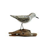 Sandpiper Looking