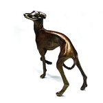 Whippet