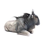 Wildebeest