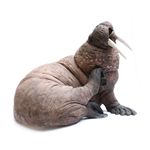 Walrus Bull
