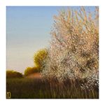 Evening Blackthorn, Seven Meadows