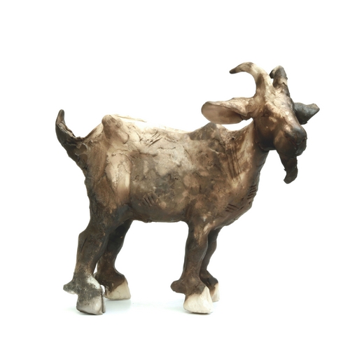 Brown Goat