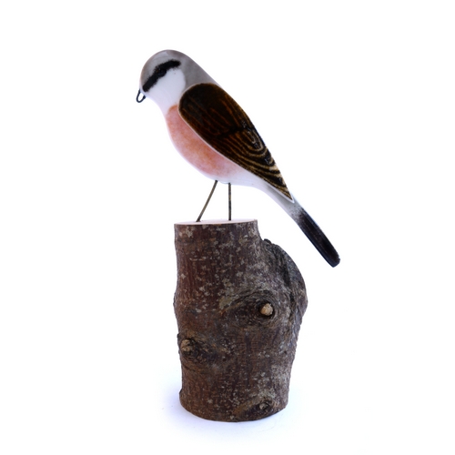 Red backed Shrike