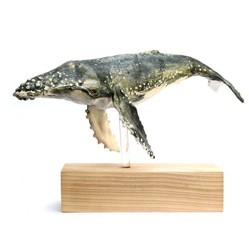 Med Humpback Whale