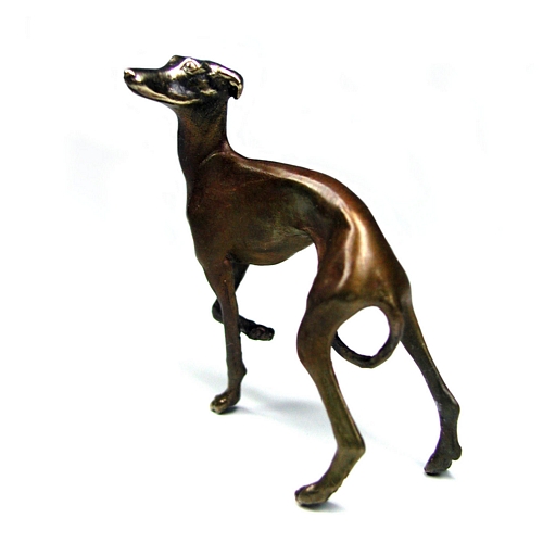 Whippet