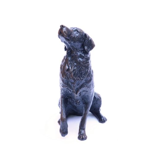 Med Retriever Sitting