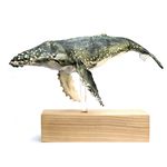 Med Humpback Whale