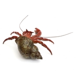 Hermit Crab